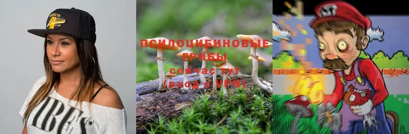 Галлюциногенные грибы Psilocybine cubensis  Борисоглебск 